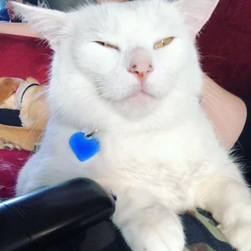 Smudge 