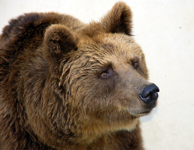 Miniatura: USA: niedźwiedź stołuje się w... restauracji