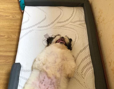 Miniatura: Ten psiak śpi jak człowiek. Internet go...