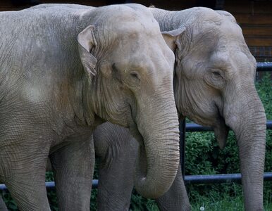 Miniatura: Kłusownicy zabili 5 tys. słoni w Kongu