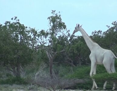 Miniatura: Niezwykłe białe żyrafy zaobserwowane w Kenii