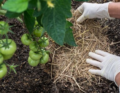 Miniatura: Nie podlewam pomidorów codziennie, a rosną...