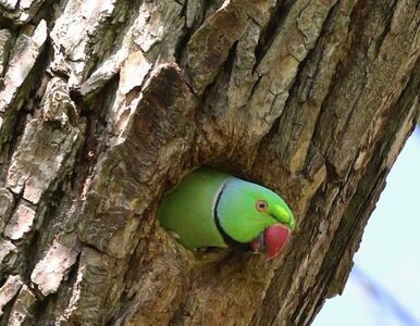 Miniatura: Zielone papugi po raz pierwszy...