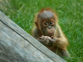 Miniatura: Niecodzienne narodziny w zoo. „Pierwszy w...