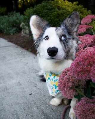 Miniatura: Suczka o różnych kolorach oczu podbija...