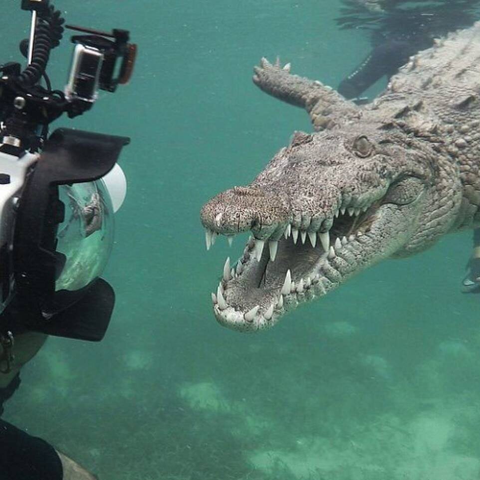 Bliskie spotkanie z krokodylem 