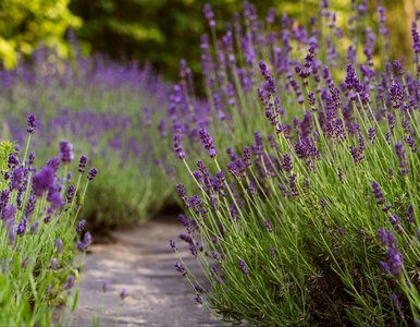 Miniatura: Wystarczy jedno wiosenne cięcie. Lawenda...