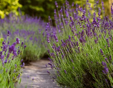 Miniatura: Wystarczy jedno wiosenne cięcie. Lawenda...