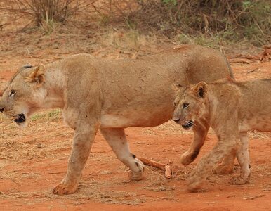 Miniatura: Dlaczego lwy z Tsavo zjadły 35 osób?...