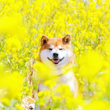 Hachi 