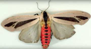 Creatonotos gangis 