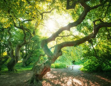 Miniatura: Przypomina las Madery, ale jest bliżej....
