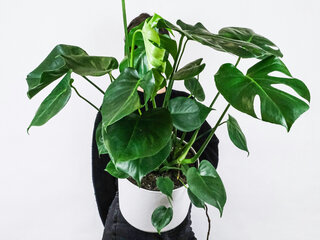 watercolor monstera Monstera Art Print main image 1