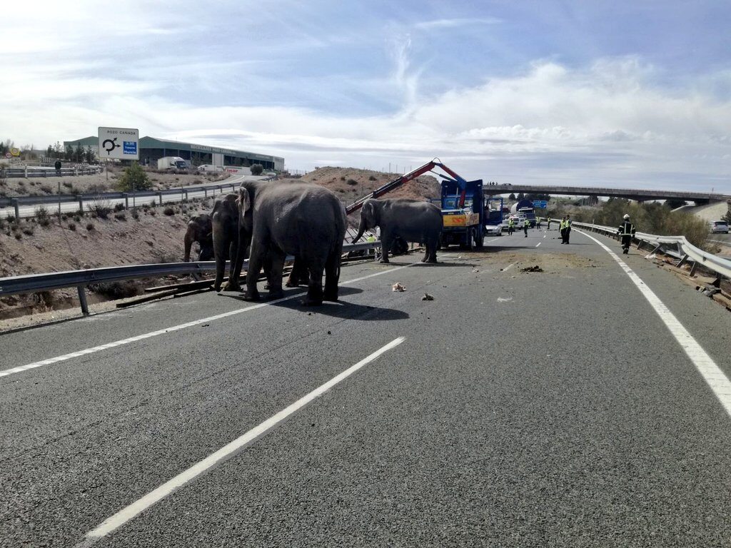 Słonie na autostradzie koło Albacete 