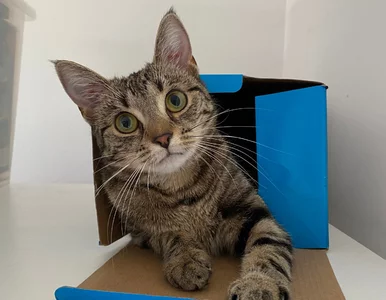 Miniatura: Jesteś właścicielem psa lub kota? Możesz...