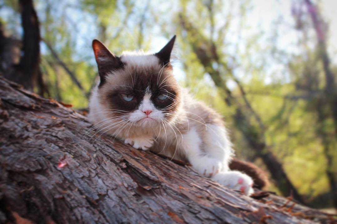 Grumpy Cat 