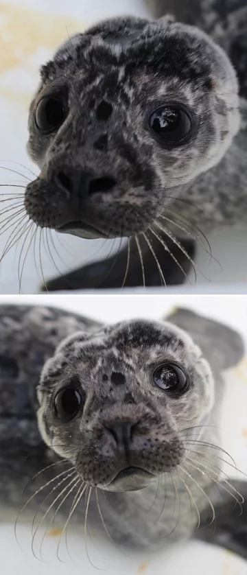 Foka uratowana przez organizację Seal Rescue Ireland 