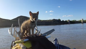 YipYip, wyłowione z rzeki szczenię kojota 