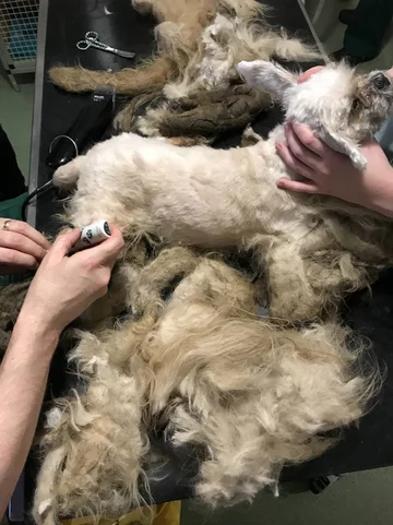 Shih-tzu Marley 