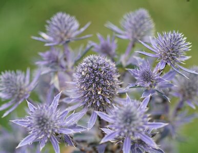 Miniatura: Niezniszczalne rośliny do ogrodu. Posadź...