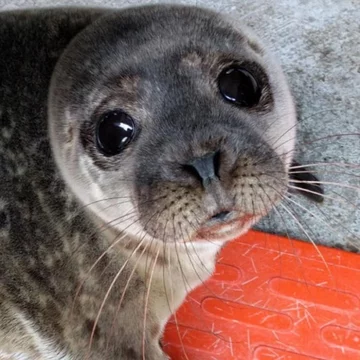 Foka uratowana przez organizację Seal Rescue Ireland 