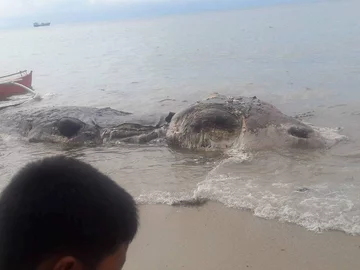 Zwierzę znalezione na plaży w Maasin 