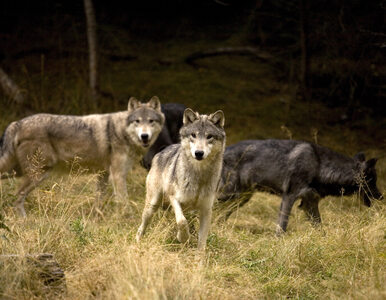 Miniatura: W Lubuskiem grasują watahy wilków,...