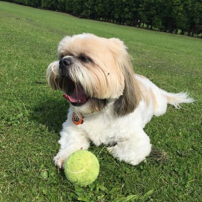 Miniatura: 10-letni pies „podpisał” kontrakt. „To...