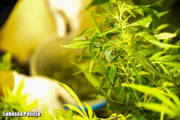 Policjanci znaleźli w mieszkaniu narkotyki 