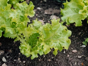 Miniatura: Ten sposób wysiewu sałaty daje rekordowe...