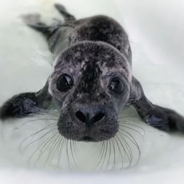 Foka uratowana przez organizację Seal Rescue Ireland 