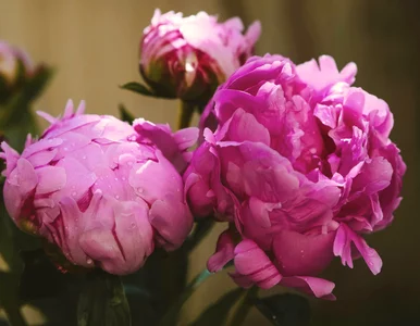 Miniatura: Wystarczy łyżeczka na pięć litrów wody....