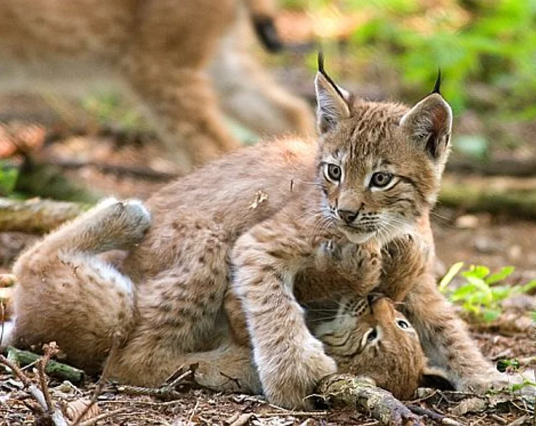 Miniatura: Rysiu, chorujesz? Jedź do Przemyśla