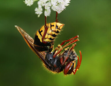 Miniatura: Szerszenie zlatują do nich w upalne dni....