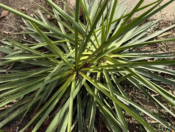 Miniatura: Wystarczy garść pod jukę. Latem pojawi się...