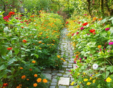 Miniatura: Posiej te kwiaty w marcu. Latem ogród...