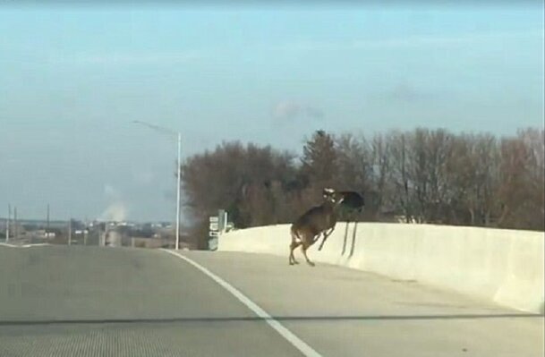 Miniatura: Spłoszone jelenie skaczą z mostu