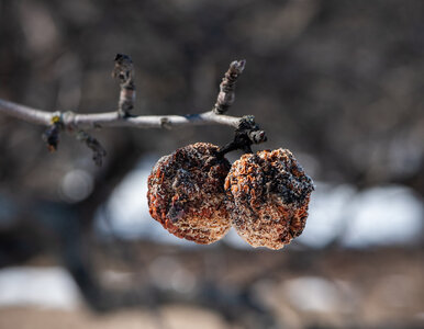 Miniatura: Zimą wiszą cicho, wiosną niszczą plony....