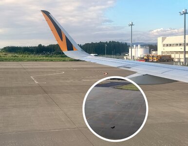 Miniatura: Paraliż lotniska przez puchate zwierzę....