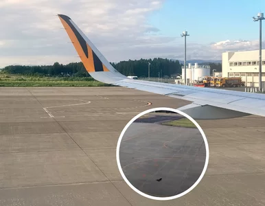 Miniatura: Paraliż lotniska przez puchate zwierzę....