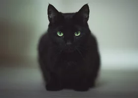 Miniatura: 10 popularnych przesądów. Znasz je?