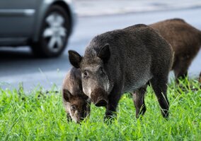 Miniatura: Dziki w mieście. Jak bardzo są...
