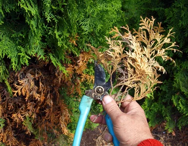 Miniatura: Kiedy przycinać krzewy i żywopłot? Jeden...