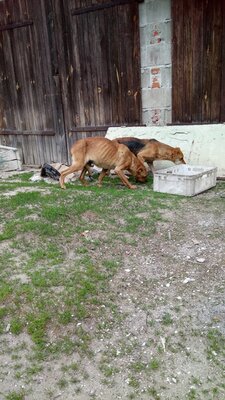 Miniatura: Makabryczne odkrycie. „Psia gehenna” w...