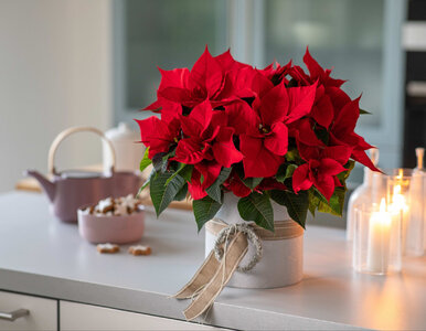 Miniatura: Pielęgnacja gwiazdy betlejemskiej jest...