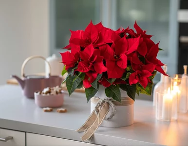 Miniatura: Pielęgnacja gwiazdy betlejemskiej jest...