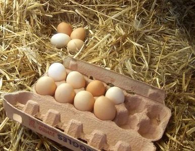 Miniatura: Jajko? Niezwykle wytrzymała konstrukcja