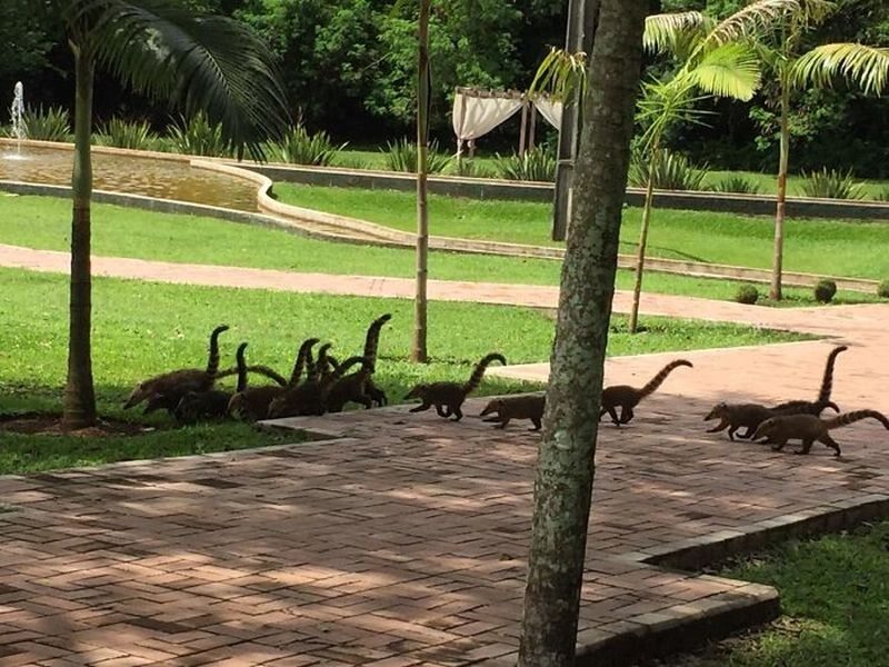 Niby ostronosy, a wyglądają jak miniatury dinozaurów 