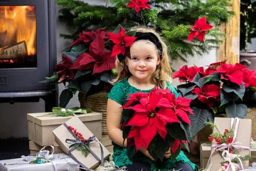 Poinsecja znana także jako gwiazda betlejemska 