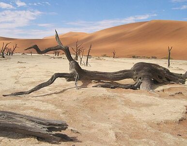 Miniatura: Chiny mają problem z pustynnieniem